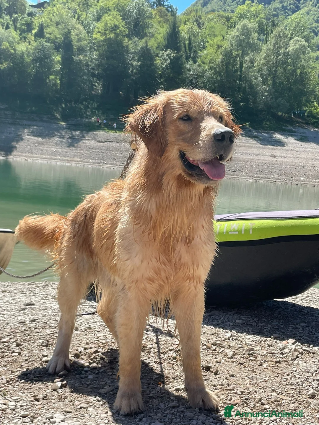 Golden Retriever cani per accoppiamento: GOLDEN RETRIEVER MASCHIO PER ACCOPPIAMENTO  - Annuncio 2