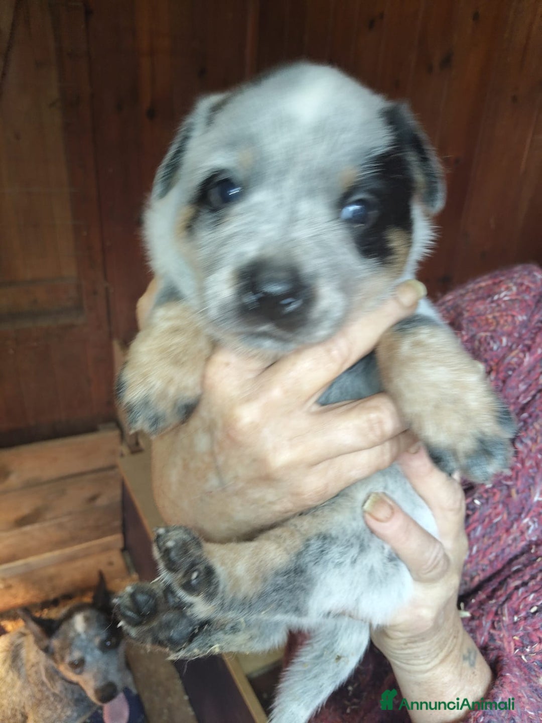 Australian Cattledog cani in vendita: australian cattledog - Annuncio 6