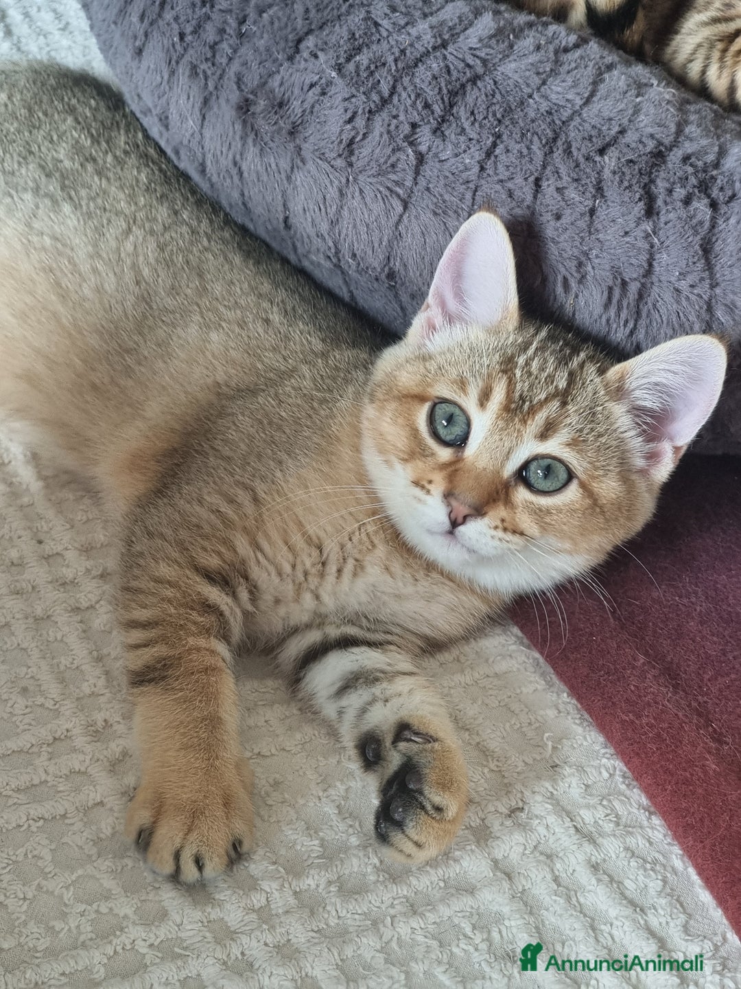 Bengala gatti in vendita: Incrocio Scottish/Bengala  - Annuncio 13
