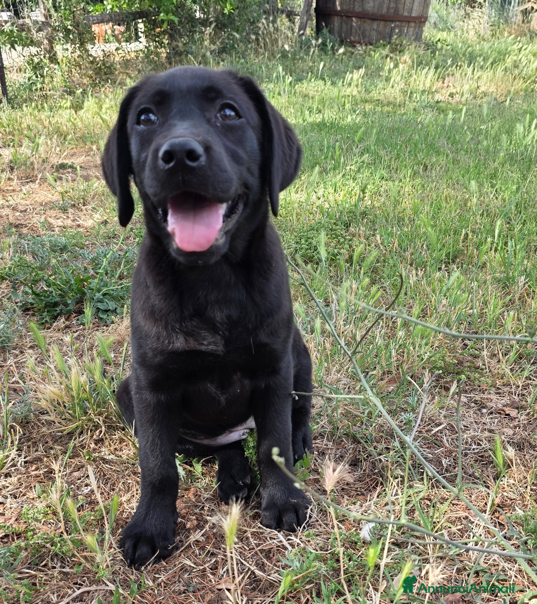 Labrador cani in vendita: Cucciola Labrador con pedigree Enci - Annuncio 3
