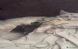 Maine Coon gatti in vendita: Dolcissimo cucciolo di Maine coon disponibile  a Città metropolitana di Roma Capitale - Immagine 9