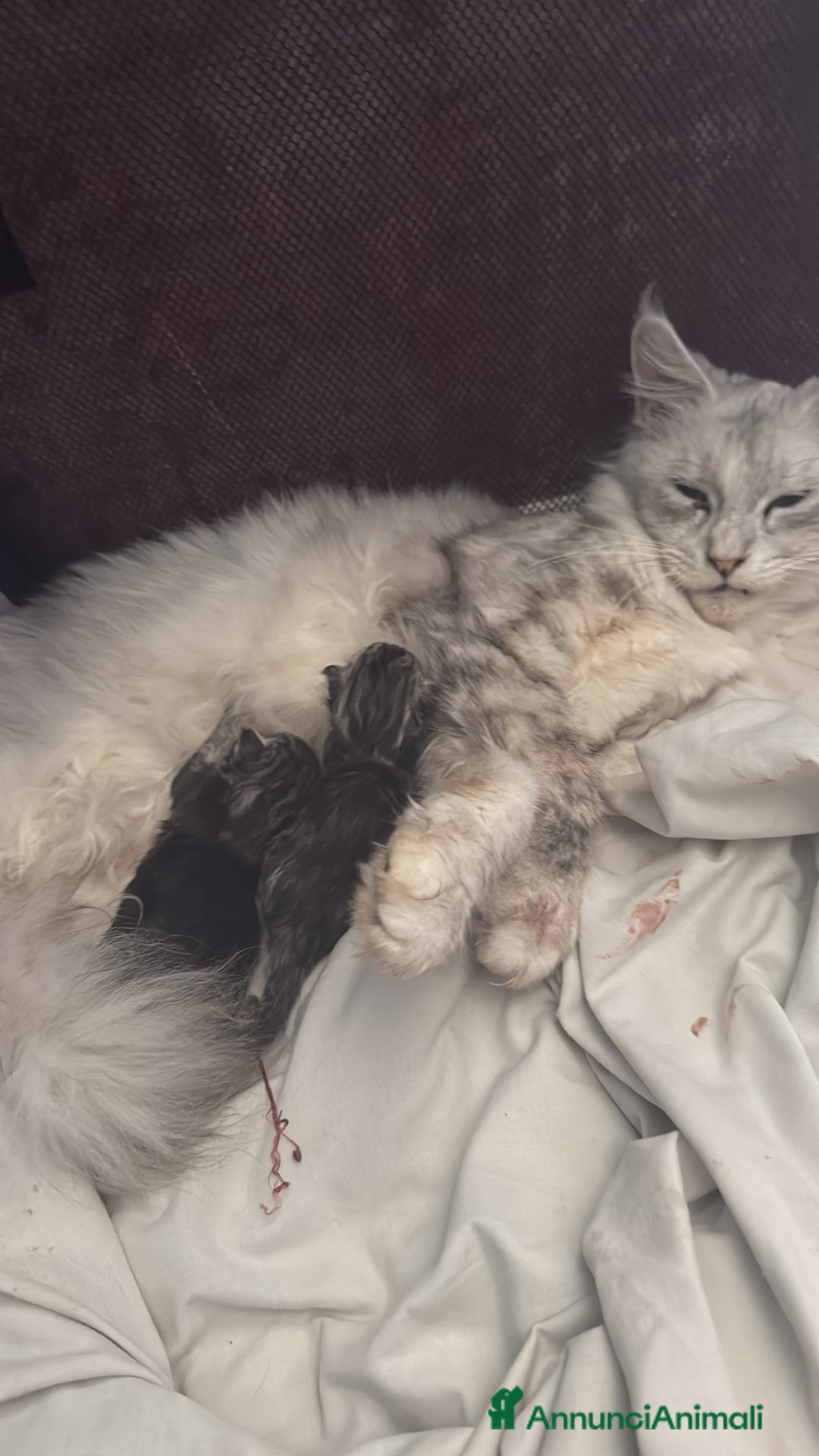 Maine Coon gatti in vendita: Dolcissimo cucciolo di Maine coon disponibile  a Città metropolitana di Roma Capitale - Immagine 9
