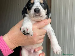 Segugio cani APOLLO a Città metropolitana di Roma Capitale - Annuncio 4