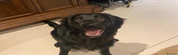 Meticcio cani in vendita: Cuccioli affettuosi perfetti per famiglie  - Annuncio 12