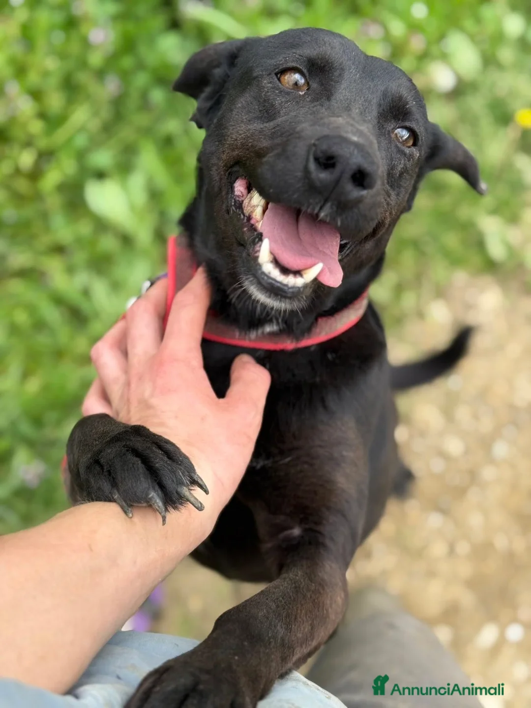 Meticcio cani in regalo: ZARA, in canile è tristissima! Aiutiamola! - Annuncio 1