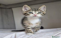 Altre razze gatti in regalo: URGENTE GATTINI CERCANO CASA a Provincia di Benevento - Immagine 1