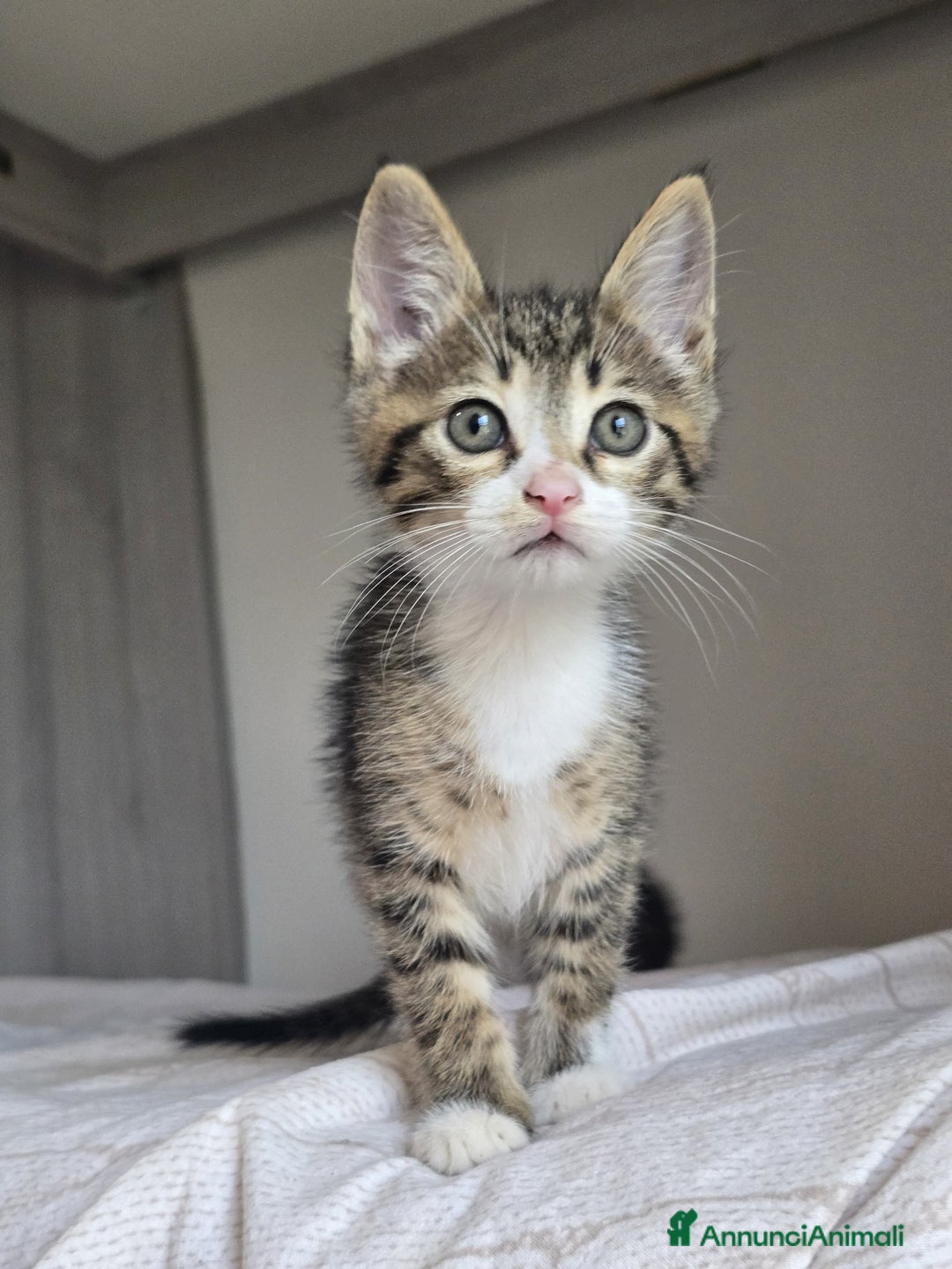 Altre razze gatti in regalo: URGENTE GATTINI CERCANO CASA a Provincia di Benevento - Immagine 1