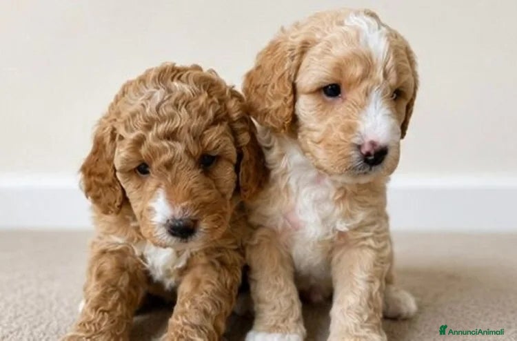 Meticcio cani 2 adorabili cuccioli di Cavapoo - Annuncio 2