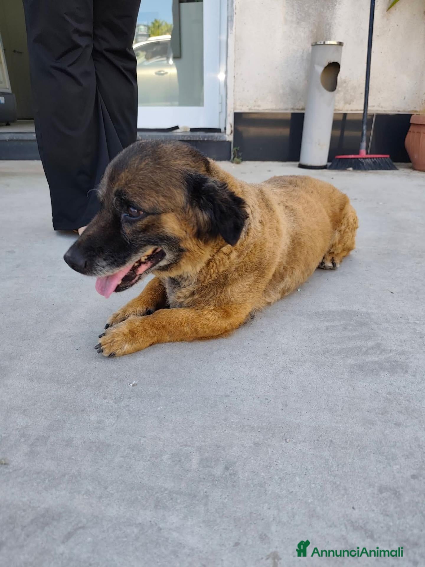 Meticcio cani Leggi la descrizione  - Annuncio 1