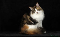 Maine Coon gatti in vendita: Cucciole di Maine Coon cercano casa a Città Metropolitana di Torino - Immagine 8