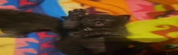 Meticcio gatti in regalo: GATTINO NERO - Annuncio 8