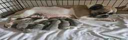 Bulldog Francese cani in vendita: Cuccioli bulldog francese esotico fluffy - Annuncio 1