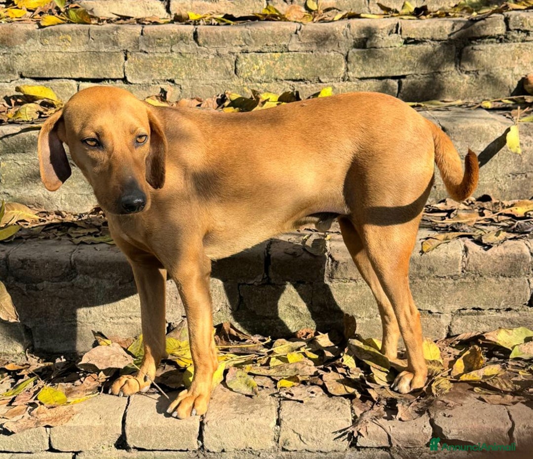 Segugio cani in regalo: Jack 2 anni Taglia media piccola  - Annuncio 4