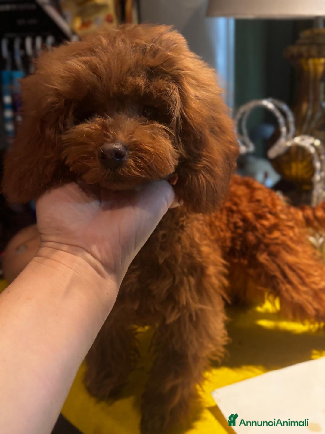 Barboncino Toy cani in vendita: Barboncino Toy di 6 mesi  - Annuncio 3