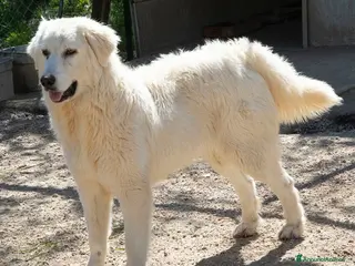 Meticcio cani IL TENERISSIMO LUCKY a Provincia autonoma di Trento - Annuncio 21