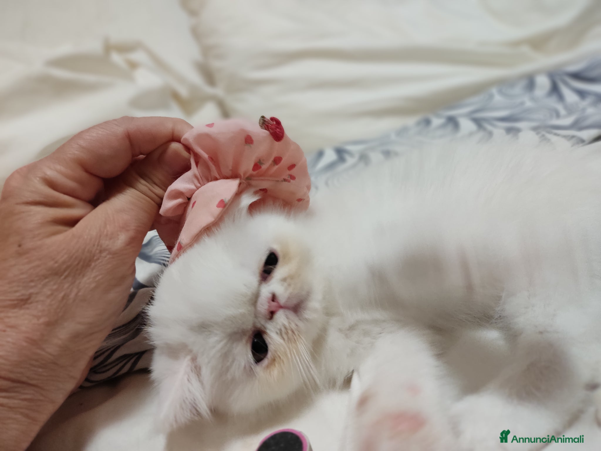 Exotic Shorthair gatti gatto bianco exotic short hair - Annuncio 1