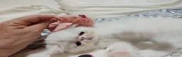 Exotic Shorthair gatti in vendita: gatto bianco exotic short hair - Annuncio 1