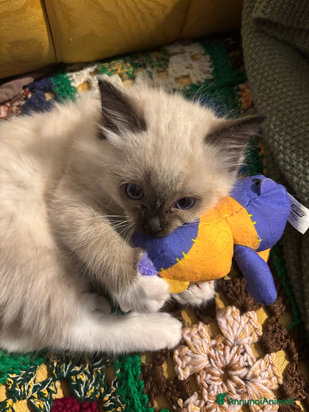 Ragdoll gatti in vendita: Splendidi gattini Ragdoll con pedigree  - Annuncio 4