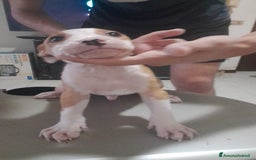 Pitbull cani in vendita: CUCCIOLI DI PITBULL a Provincia di Viterbo - Immagine 23