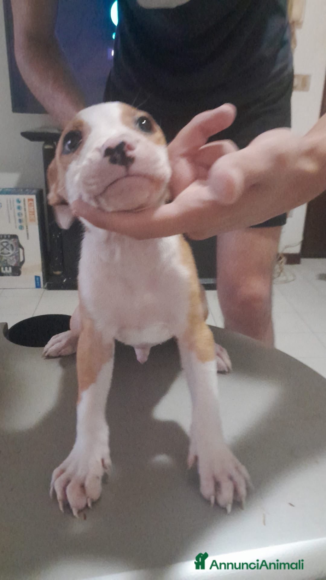 Pitbull cani in vendita: CUCCIOLI DI PITBULL a Provincia di Viterbo - Immagine 23