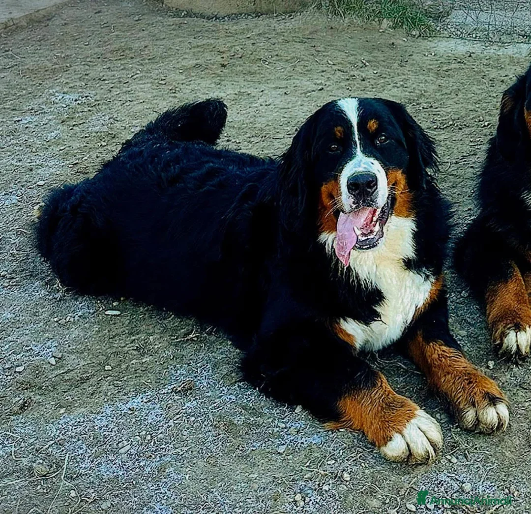 Bovaro del Bernese cani in vendita: Disponibili cuccioli con pedigree - Annuncio 10