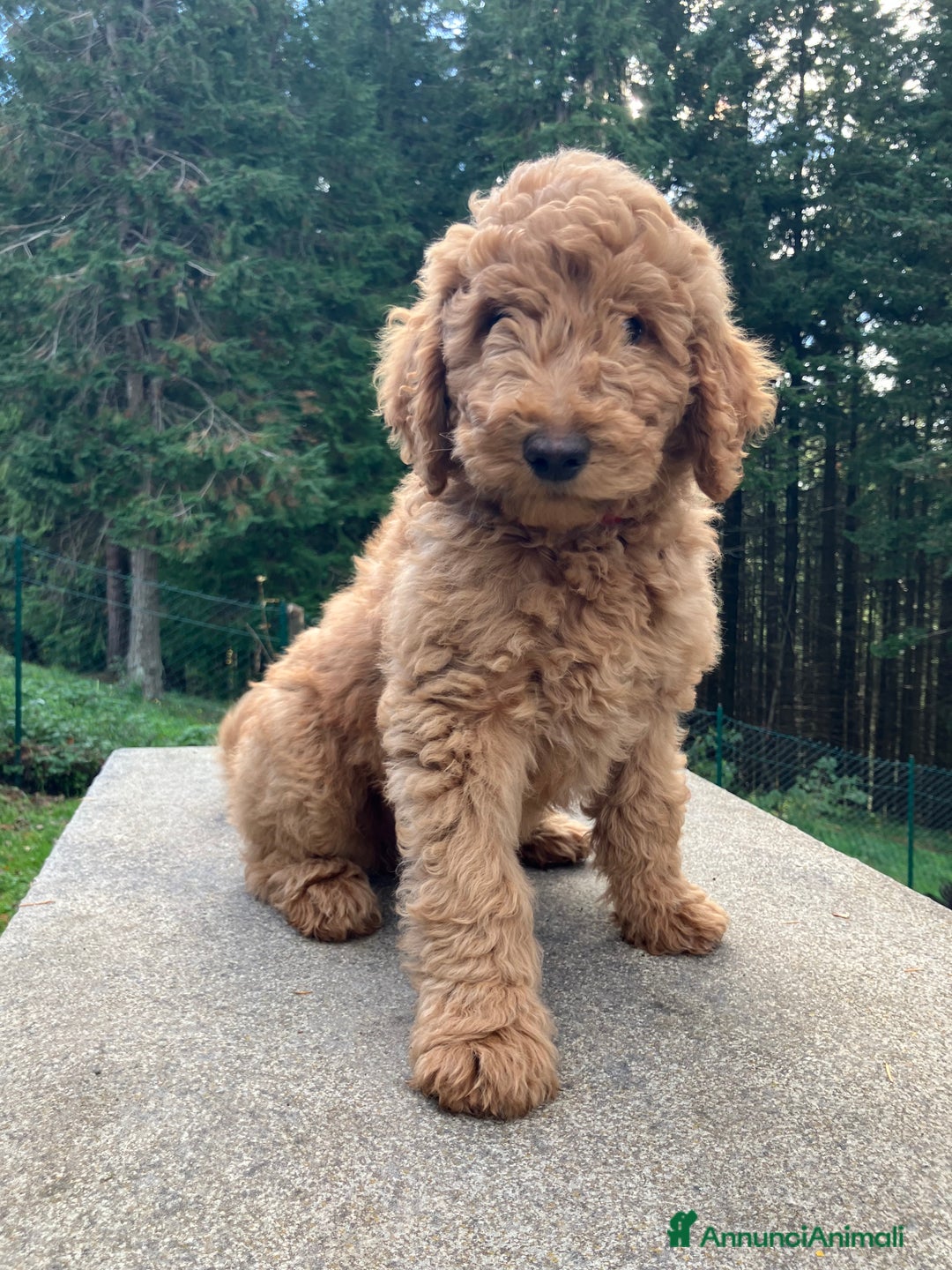 Barbone cani in vendita: Barbone grande mole - Annuncio 3