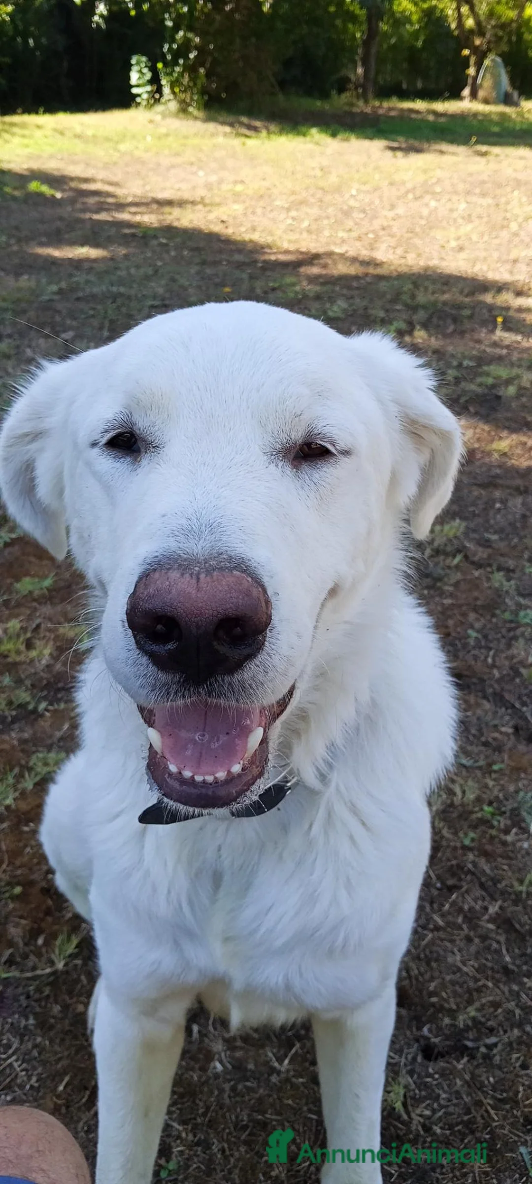 Meticcio cani in regalo: MAITRI DOLCISSIMO CUCCIOLONE CERCA CASA - Annuncio 1