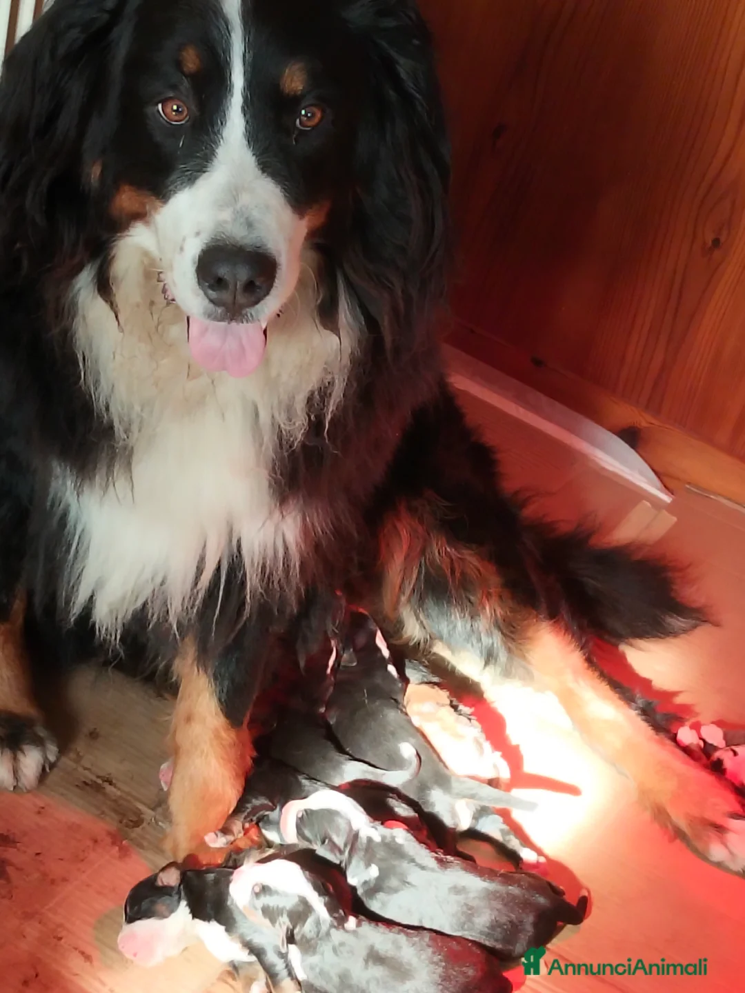 Bovaro del Bernese cani in vendita: Cuccioli di bovaro del bernese  - Annuncio 2