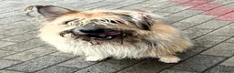 Meticcio cani in regalo: SPANK CERCA CASA - Annuncio 3