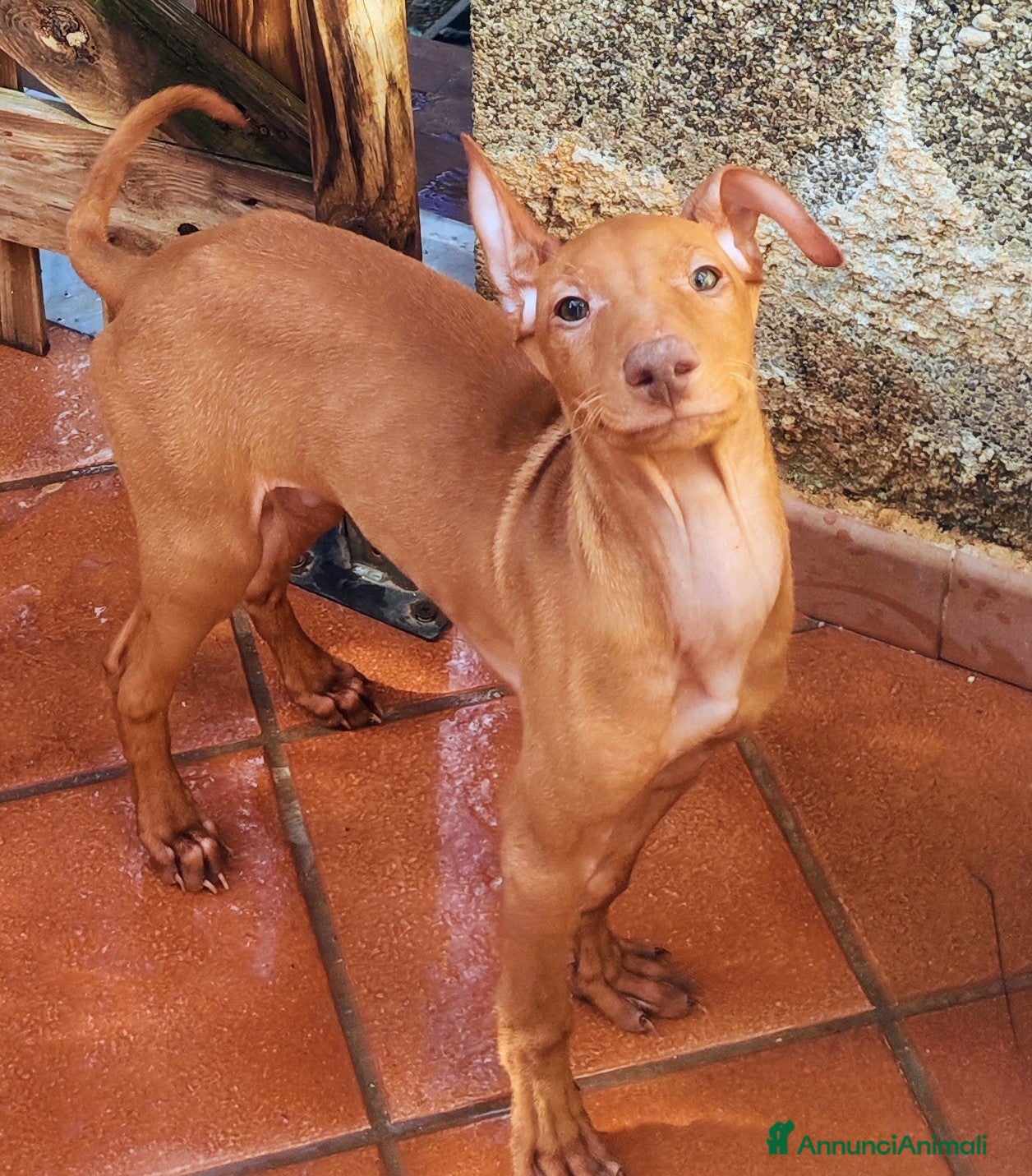 Cirneco dell'Etna cani Cuccioli di Cirneco dell'Etna - Annuncio 2