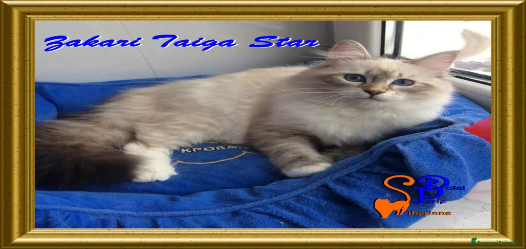 Immagine della galleria {{count}}