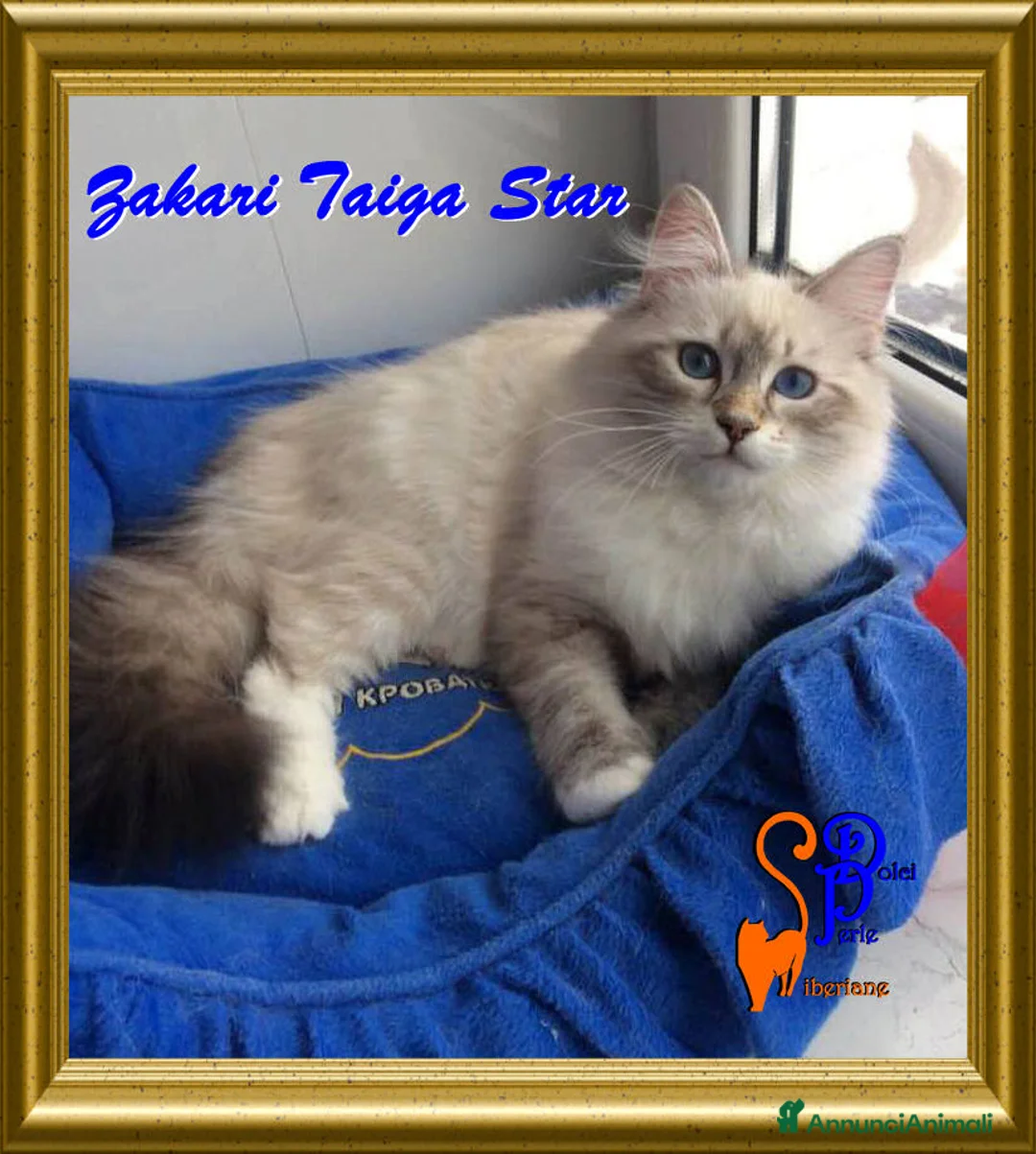 Immagine della galleria {{count}}