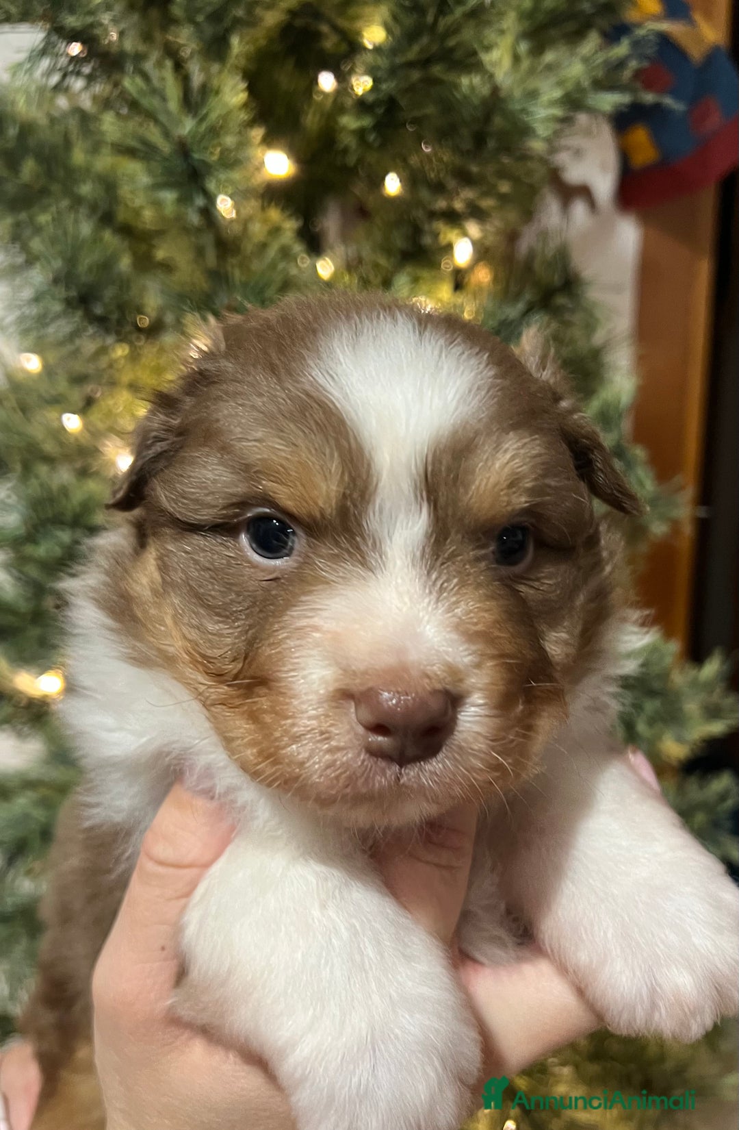 Australian Shepherd cani in vendita: Cuccioli pastore australiano/australian Shepherd  - Annuncio 3