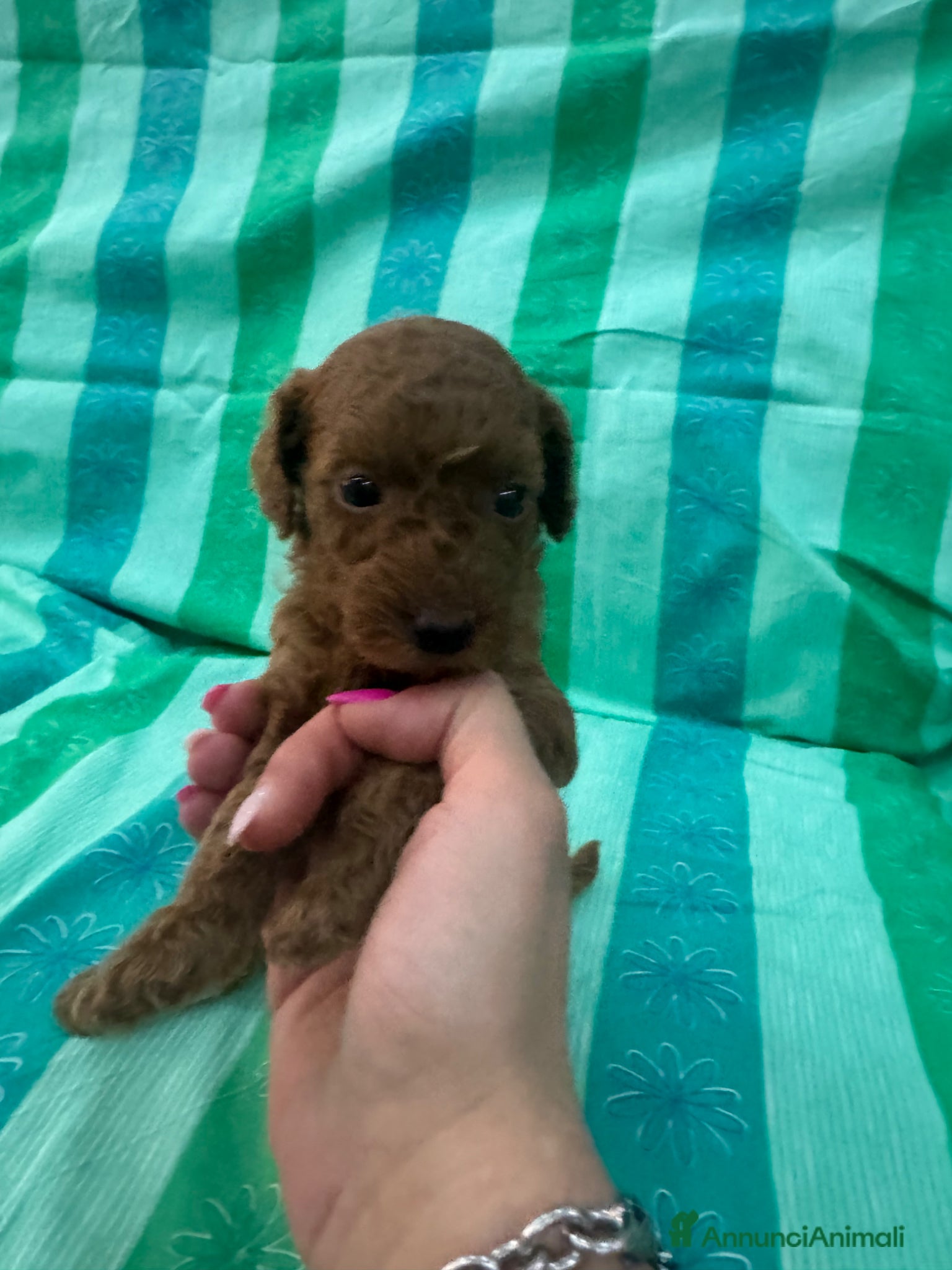 Barboncino cani Cuccioli Barboncino - Annuncio 1