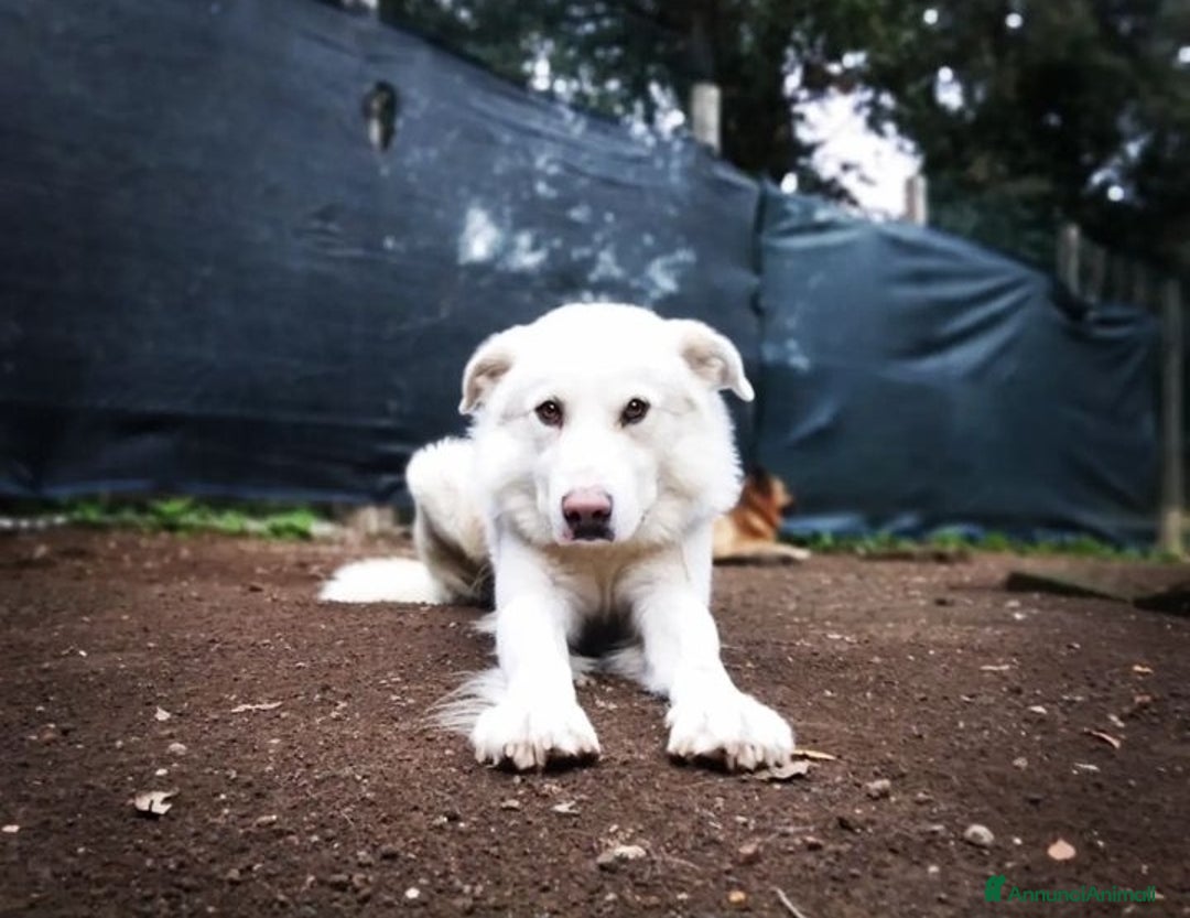 Altre razze cani in regalo: Adriano, dolce cagnolone cerca famiglia  a Città metropolitana di Roma Capitale - Annuncio 1