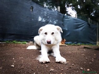 Altre razze cani Adriano, dolce cagnolone cerca famiglia a Città metropolitana di Roma Capitale - Annuncio 6