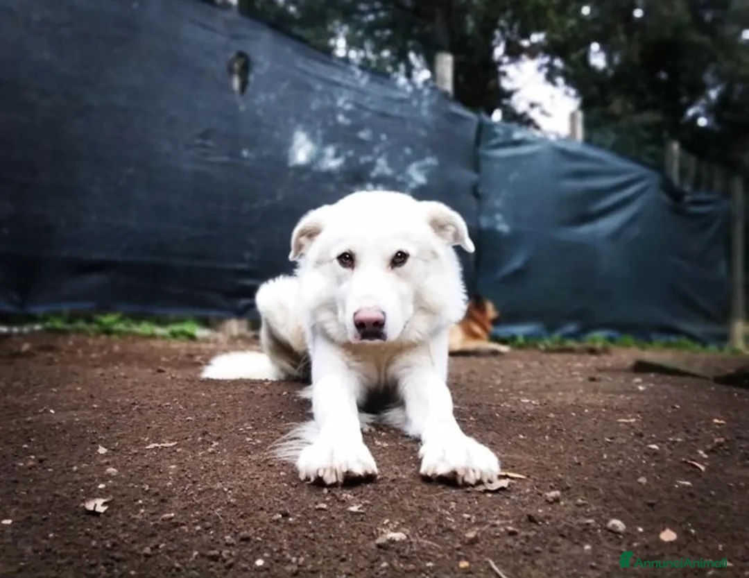 Altre razze cani in regalo: Adriano, dolce cagnolone cerca famiglia  a Città metropolitana di Roma Capitale - Annuncio 1