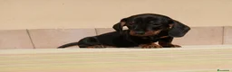 Bassotto cani in vendita: Bassotto  - Annuncio 3