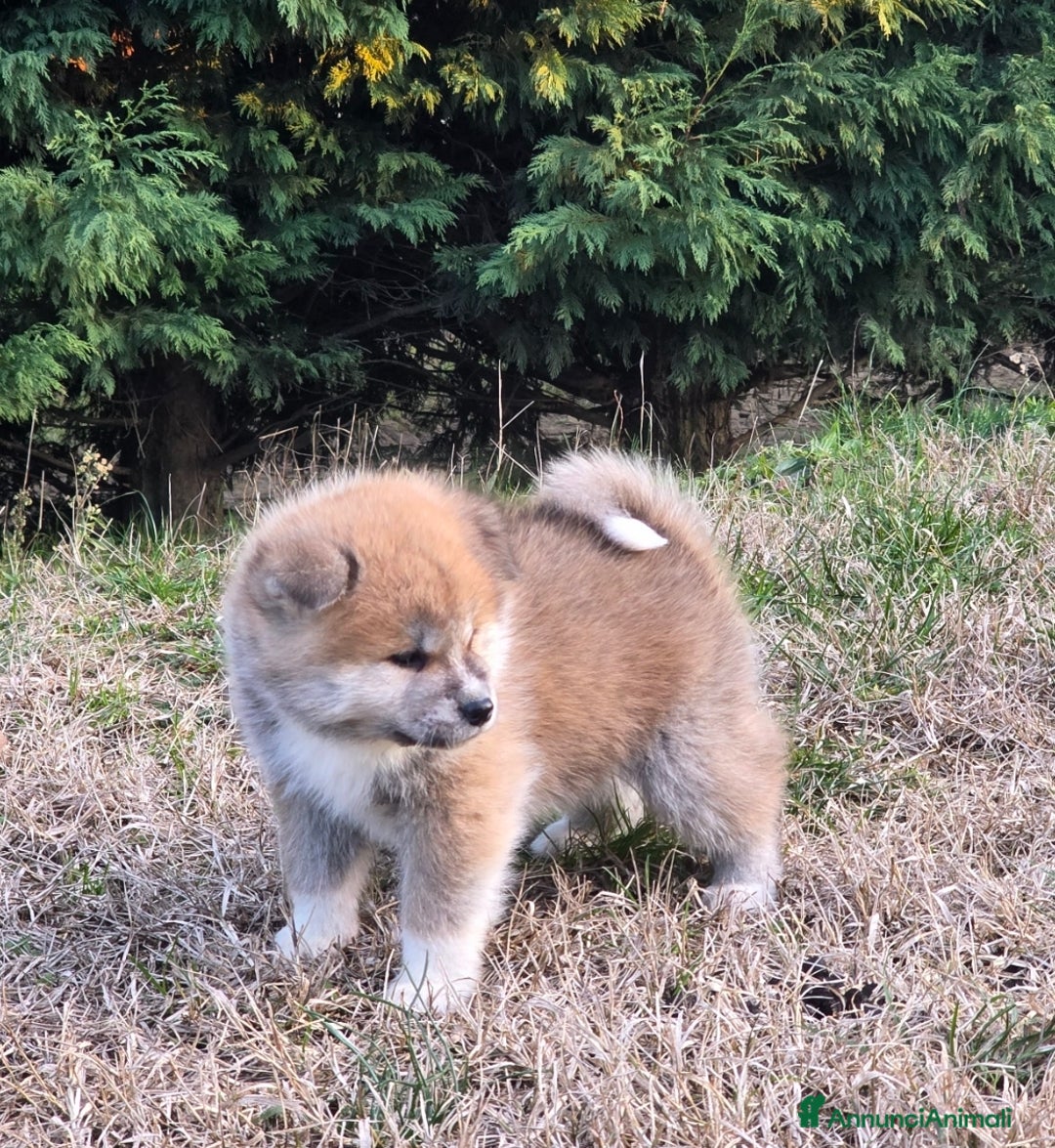 Akita Inu cani in vendita: Cuccioli Akita Inu Pedigree  - Annuncio 8