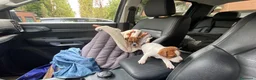 Jack Russell cani in vendita: Jack Russell terrier pelo corto femmina pedigree - Annuncio 6