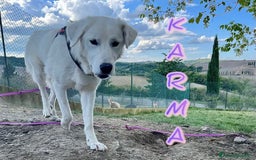 Meticcio cani in regalo: KARMA un amore in cerca di un lieto fine - Immagine 4