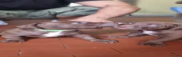 Pitbull cani in vendita: Pittbull UKC  a Provincia di Avellino - Annuncio 17