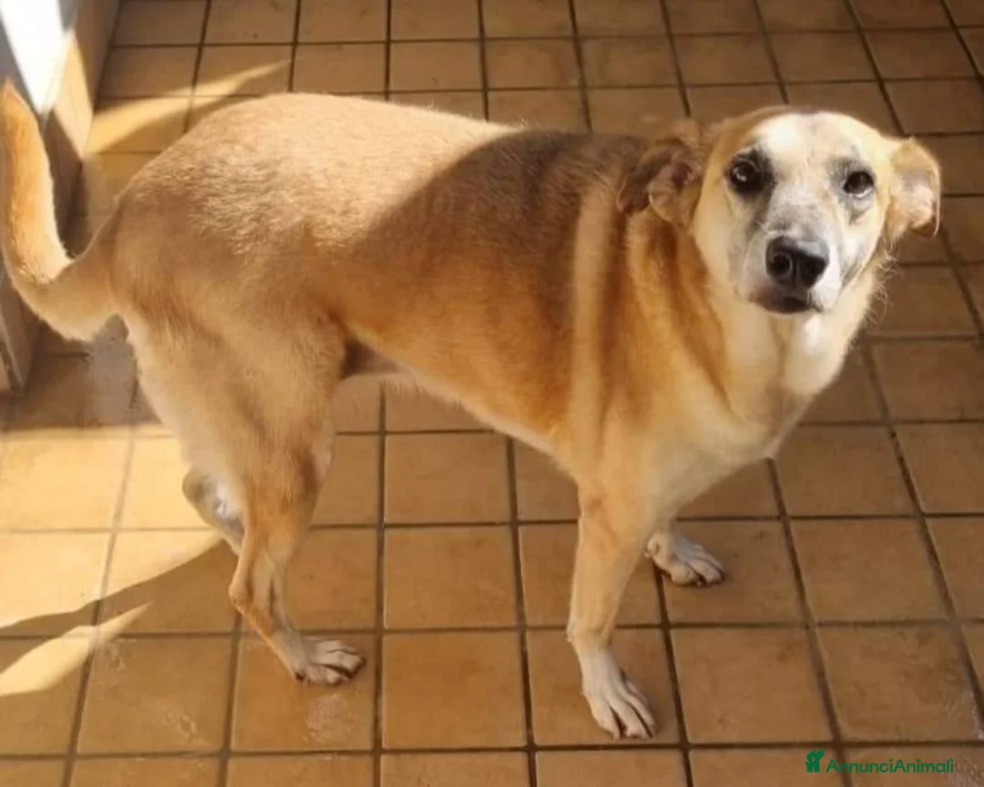 Meticcio cani in regalo: Eva sta x esser abbandonataDOPO 10ANNI!NAPOLI SOS  a Milano - Annuncio 1