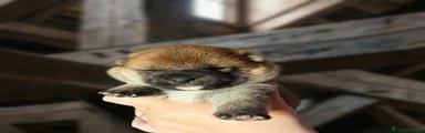 Shiba Inu 3