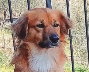 Meticcio cani Nora, 10 kg di dolcezza  a Roma - Annuncio 10