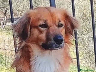 Meticcio cani Nora, 10 kg di dolcezza a Roma - Annuncio 10