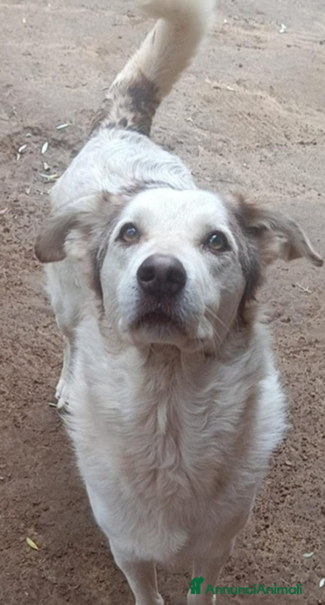 Meticcio cani in regalo: Basilio 4anni salvato da 1lager,buon carattereROMA a Città metropolitana di Milano - Annuncio 4