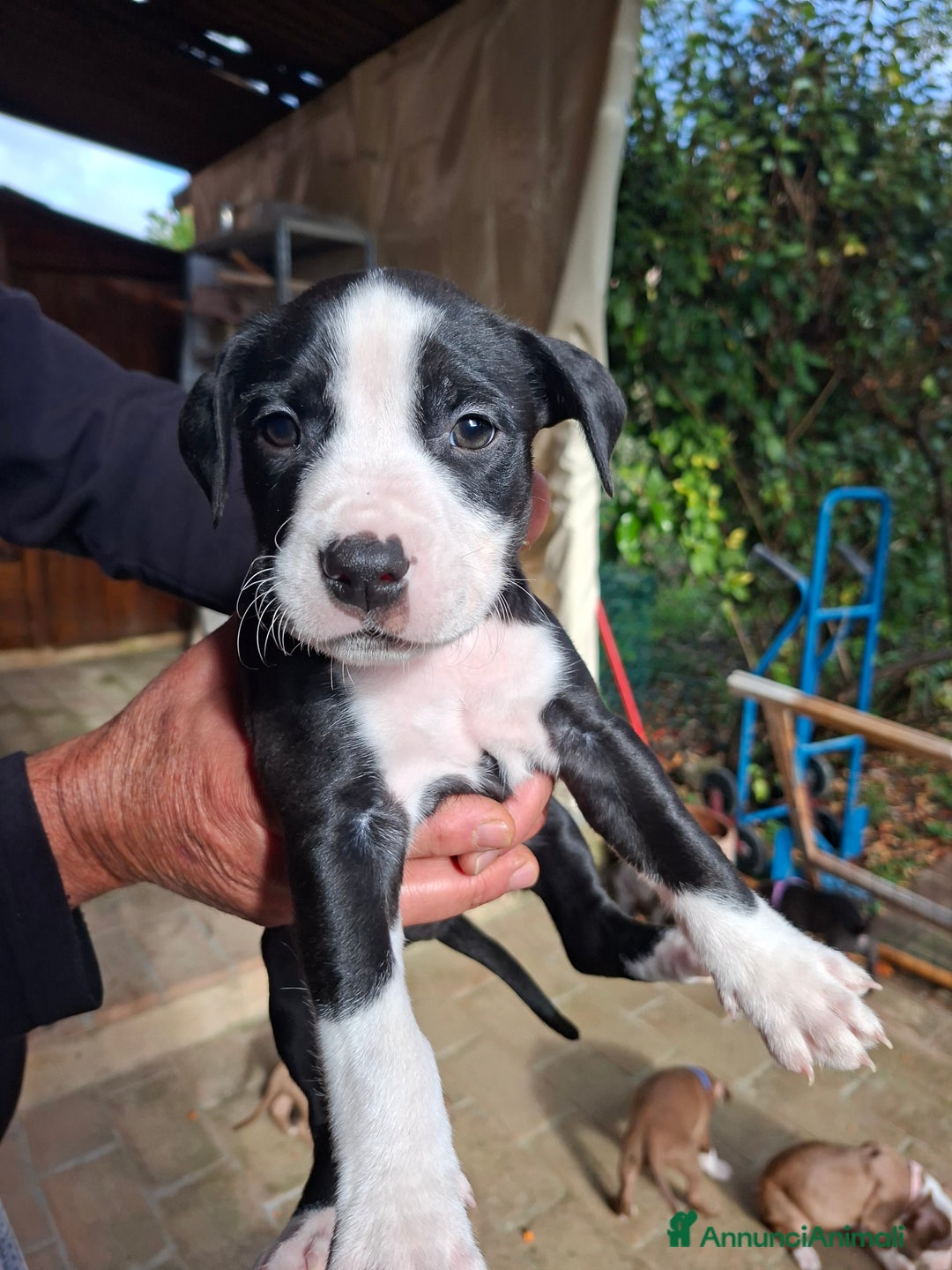 American Bully cani in vendita: Cuccioli di pitbull - Annuncio 4