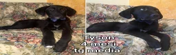 Meticcio cani in regalo: Servono adozioni x salvarli a Provincia di Modena - Annuncio 11