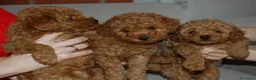 Barboncino Toy cani in vendita: Barboncino Toy rosso  a Città Metropolitana di Venezia - Annuncio 22